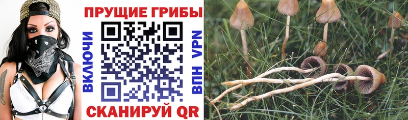 Псилоцибиновые грибы Cubensis  хочу наркоту  гидра ссылка  Судак 